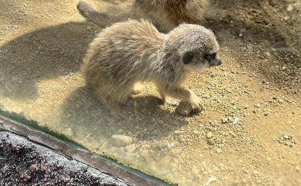 mládě surikaty zmenš